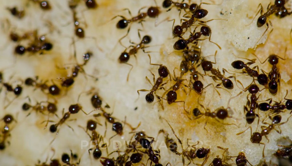 Argentine Ants