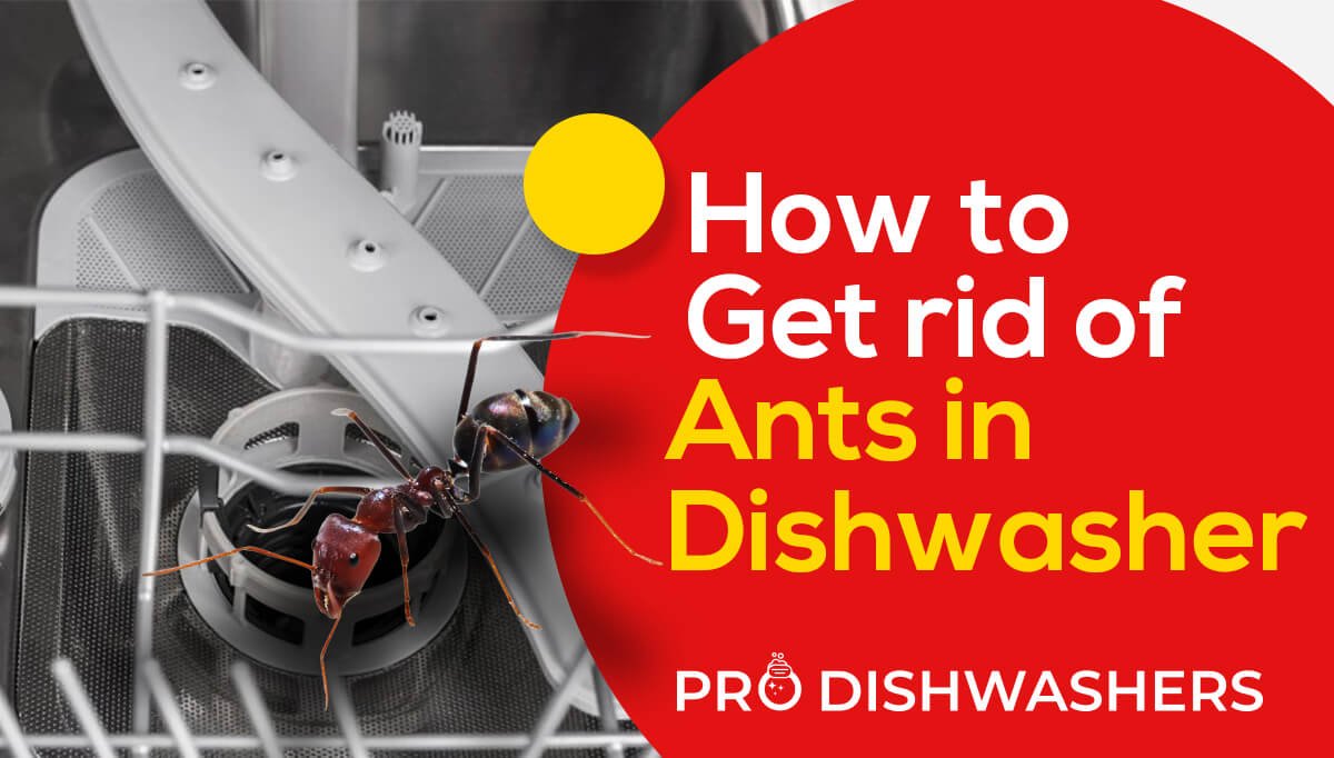 How to Get Rid of Ants in Dishwasher