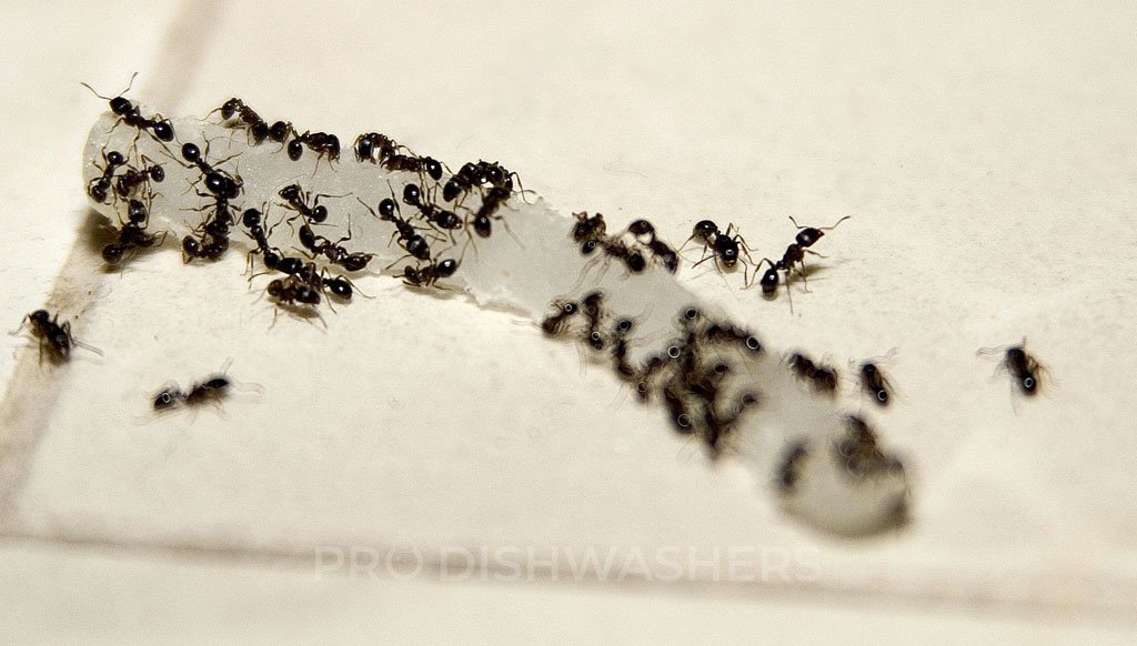 How To Get Rid Of Ants In Dishwasher 100 Working Method   Odorous Ants 